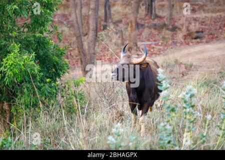 Gaur (Bos gaurus, Indian bison), the largest wild cattle species, Satpura Tiger Reserve (Satpura National Park), Madhya Pradesh, central India Stock Photo