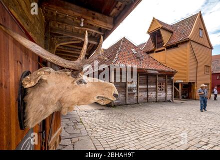 Wooden moose head at a wooden house wall with canopy at a cobblestone path on the tourist walk in Bryggen, Bergen, Hordaland, Norway, Scandinavia, Europe Stock Photo