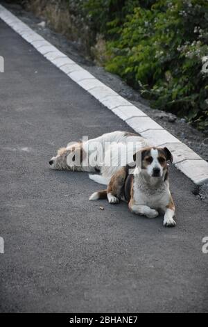Two abandoned adult dogs lying side by side on the street Stock Photo