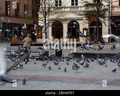 Cracow/Poland - 22/04/2020. Feeding of pigeons on the Main Square of Cracow during covid-19 coronavirus pandemic. No tourist, inhabitants are in masks Stock Photo