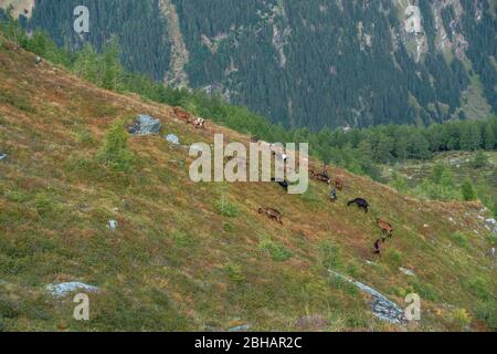 Europe, Austria, Tyrol, East Tyrol, Hohe Tauern, Kals am Grossglockner, mountain goats on a slope in the Hohe Tauern above the Kessleralm Stock Photo