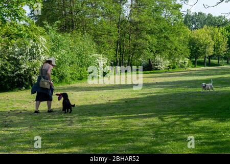 a middle aged woman taking her dogs for a walk in the park Stock Photo