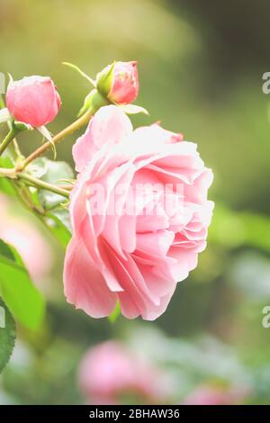 Close-up pink rose blossom Stock Photo