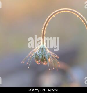 Close-up wild carrots inflorescence in golden back light Stock Photo