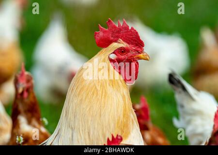 Freilaufende Hühner im Gehege Stock Photo