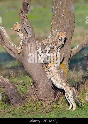 Cheetah (Acinonyx jubatus) cubs playing on tree, Tanzania Stock Photo