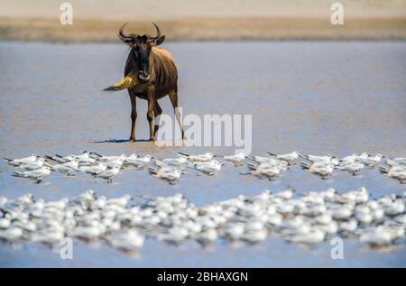 Western white-bearded wildebeest (Connochaetes taurinus mearnsi) staring at colony of white birds, Tanzania Stock Photo