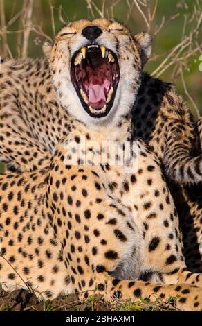 Cheetah (Acinonyx jubatus) yawning outdoors, Tanzania Stock Photo