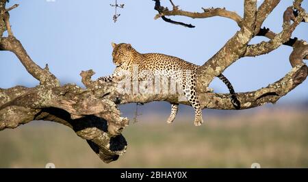 Leopard (Panthera pardus) resting on tree, Tanzania Stock Photo