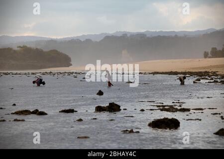 Young women collecting sea products during low tide—an alternative, seasonal food source in Sumba Island, East Nusa Tenggara, Indonesia. Stock Photo
