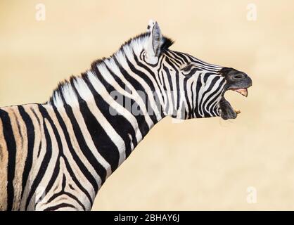 Profile view of Burchells zebra (Equus quagga burchellii), Namibia Stock Photo