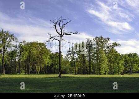 Single dead tree in the midst of green healthy trees in park on a meadow Stock Photo