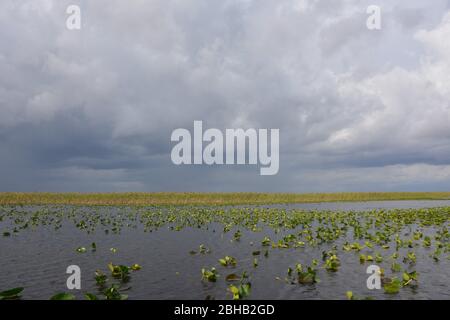 Clouds brewing in a January scene from an airboat tour in Everglades and Francis S. Taylor Wildlife Management Area, Fort Lauderdale, Florida, USA. Stock Photo