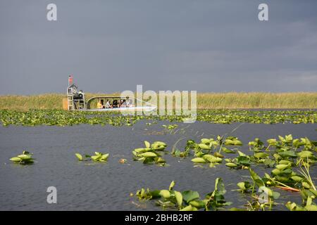 January scene from an airboat tour in Everglades and Francis S. Taylor Wildlife Management Area, Fort Lauderdale, Florida, USA. Stock Photo