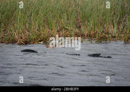 An alligator seen from an airboat tour in Everglades and Francis S. Taylor Wildlife Management Area, Fort Lauderdale, Florida, USA. Stock Photo