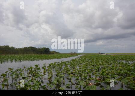 January scene from an airboat tour in Everglades and Francis S. Taylor Wildlife Management Area, Fort Lauderdale, Florida, USA. Stock Photo