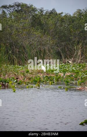 An egret in a January scene from an airboat tour in Everglades and Francis S. Taylor Wildlife Management Area, Fort Lauderdale, Florida, USA. Stock Photo