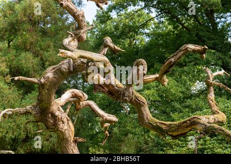 Dead tree in a park. Stock Photo