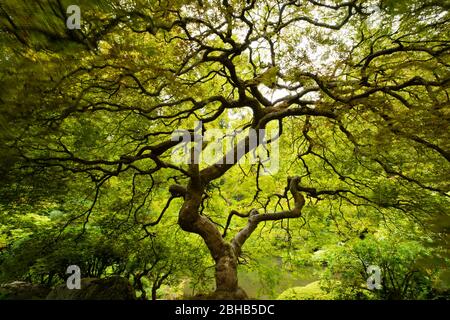 Trees in Japanese Garden, Portland, Oregon, USA Stock Photo