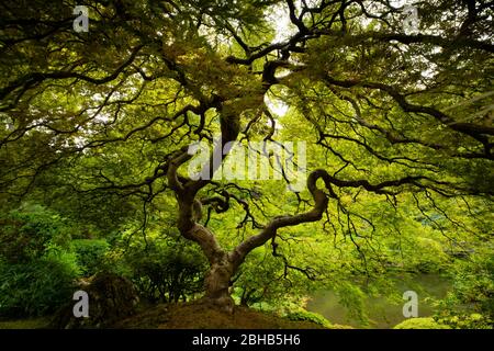 Trees in Japanese Garden, Portland, Oregon, USA Stock Photo