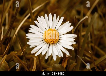 Close-up of a daisy on a green meadow Stock Photo