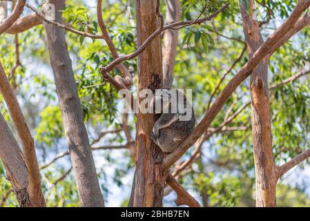 Koala resting in the branches of an eucalyptus tree in Australia Stock Photo