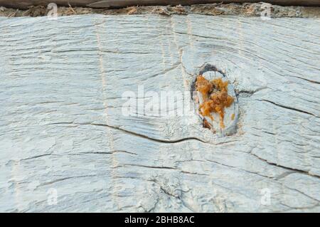 Particle of whitewashed pine wall of house with knot, resin and cracked closeup. Texture, background Stock Photo