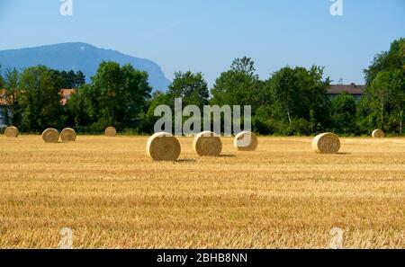 Large round bales of hay scattered over a field in bright sunny weather on a summer day Stock Photo