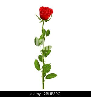 Realistic red rose with leaves isolated on white background for decorate artwork for Valentine or Wedding Invitation card. EPS 10 Stock Vector