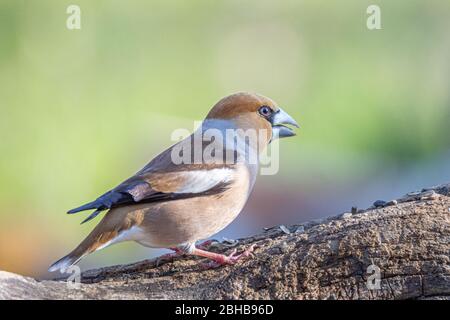 Hawfinch resting on a tree branch, Frosone Comune bird in freedom Stock Photo