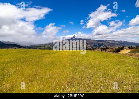 Ecuadorian Andean landscape, Cayambe volcano seen from Pesillo with wheat field in front Stock Photo