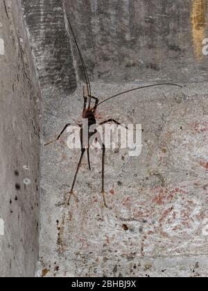 Cave weta. Giant flightless crickets endemic to New Zealand on Maud Island in the Marlborough Sounds. Stock Photo