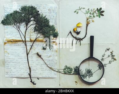 Alternative medicine Still life. Set of herbarium. Wild dry, pressed flowers over vintage paper. History of Pharmacy Stock Photo