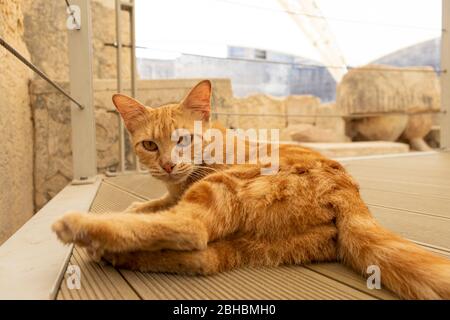 Orange cat lying on the floor in the megalithic temple of Tarxien in Malta, with the replica of the fat lady statue in the background. Stock Photo