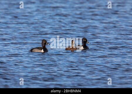 Pair of ring-necked ducks with a floater male tagging along. Stock Photo