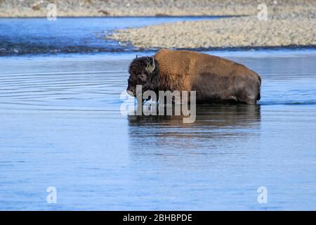 Bison crossing river in Lamar Valley, Yellowstone National Park, Wyoming, USA Stock Photo