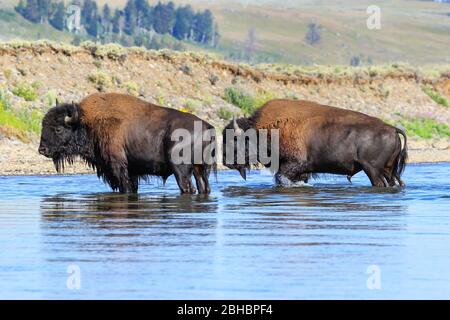 Bison crossing river in Lamar Valley, Yellowstone National Park, Wyoming, USA Stock Photo