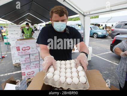 Alton, United States. 24th Apr, 2020. A volunteer puts eggs into other packaging in the food loading area during a free food give-a-way, in Alton, Illinois on Friday, April 24, 2020. Over 1700 cars lined up to receive food, distributed by the Urban League of Greater St. Louis. Photo by Bill Greenblatt/UPI Credit: UPI/Alamy Live News Stock Photo
