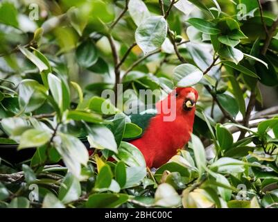 The very beautiful Male King parrot enjoying the seeds of the Camillia tree. Stock Photo