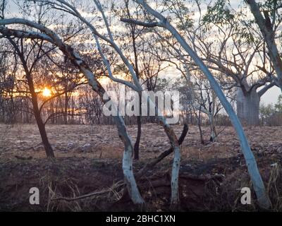 Sunrise over burnt ground with a boab (adansonia gregorii) in the background, Tablelands, Kimberley, Western Australia Stock Photo