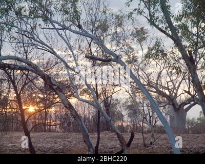 Sunrise over burnt ground with a boab (adansonia gregorii) in the background, Tablelands, Kimberley, Western Australia Stock Photo