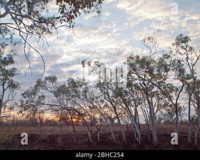Sunrise over burnt savannah with ghost gums, Tablelands, Kimberley, Western Australia Stock Photo