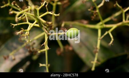 Little Mango Growing on the tree. Mangifera indica, commonly known as mango, is a species of flowering plant in the sumac and poison ivy family Anacar Stock Photo