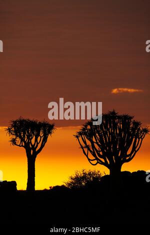 kokerboom, quivertree (Aloe dichotoma), at sunset, Namibia Stock Photo ...