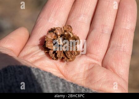 Pine cone in human hand, opened by a crossbill bird - probably Loxia pytyopsittacus Stock Photo