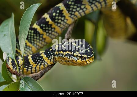 Wagler's pit viper - Tropidolaemus wagleri, beautiful colored viper from Southeast Asian forests and woodlands, Malaysia. Stock Photo