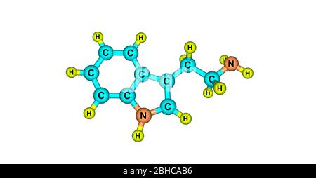 Tryptamine is a monoamine alkaloid. It contains an indole ring structure, and is structurally similar to the amino acid tryptophan, from which the nam Stock Photo