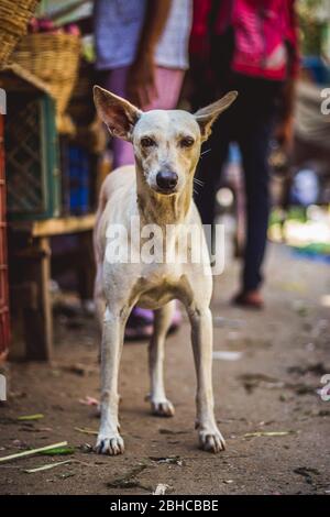 Cute white color dog on the bazaar or market street and looking at the camera. Stray Dog needs care. Stock Photo