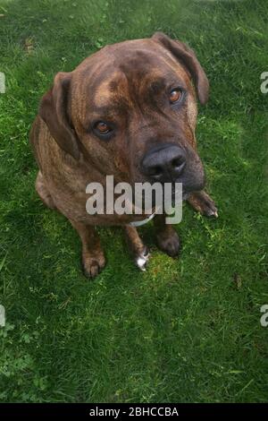 Bull Mastiff dog sitting on a grassy area looking up at the camera Stock Photo