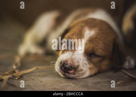 Cute sleeping street dog puppy. Small puppy dog Sleeping on the Market road in India. Home less Street dog puppy lying. Stock Photo